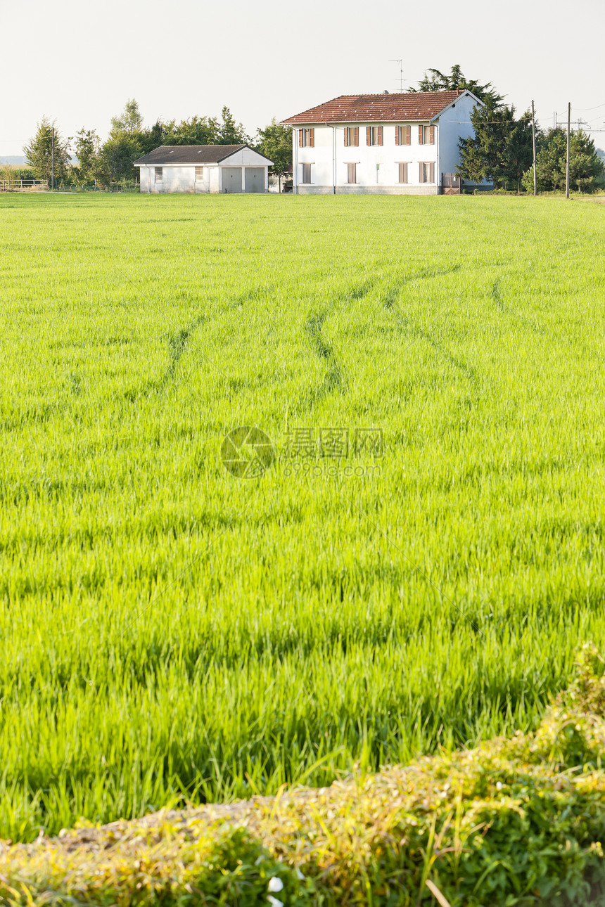意大利皮埃蒙特Tornaco附近的稻田国家外观场地植物群植被农业乡村农村植物图片