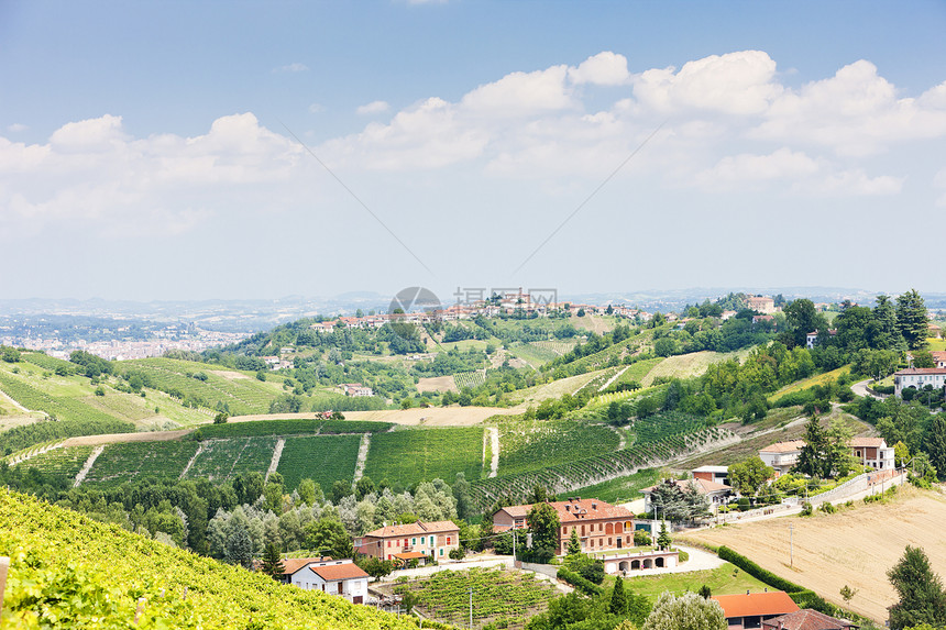意大利皮埃蒙特阿斯蒂地区塔纳附近的维尼亚尔栽培国家风景酒业葡萄外观农村旅行乡村农业图片