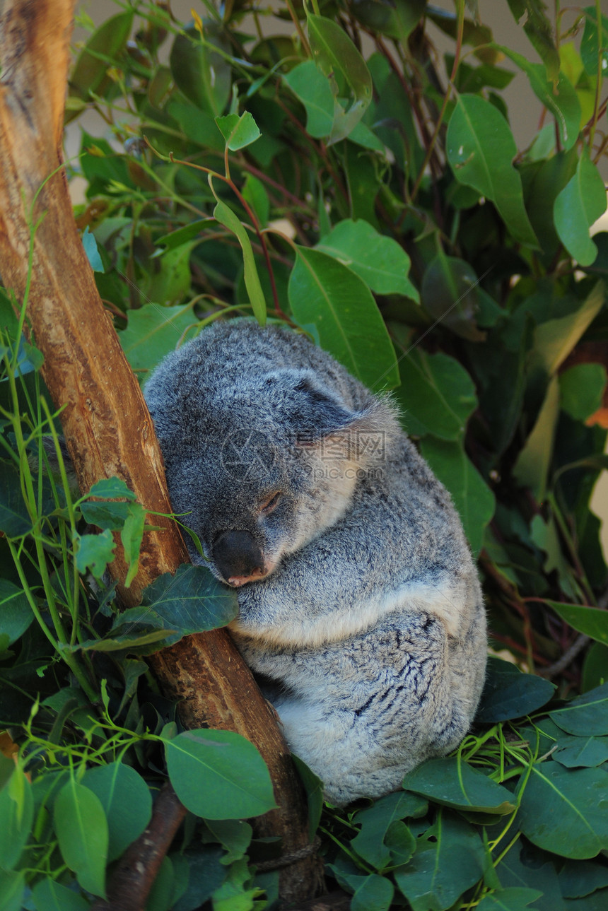 睡梦中的koala叶子绿色野生动物考拉毛皮动物哺乳动物图片