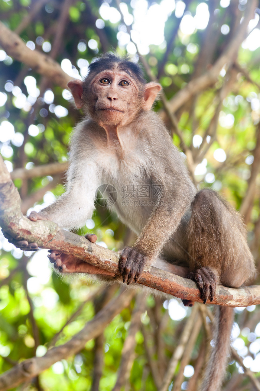 马卡卡穆拉塔灵长类旅行动物栖息地婴儿头发棕色猕猴森林荒野图片
