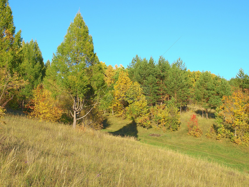 森林的秋季风貌图片
