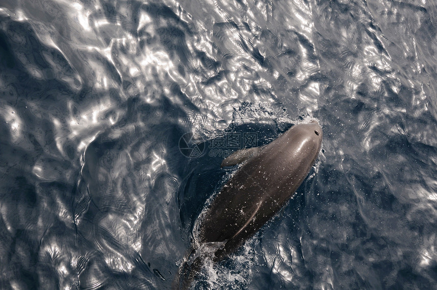 海豚场景飞溅微笑海洋蓝色飞行游泳鼻子生态哺乳动物图片
