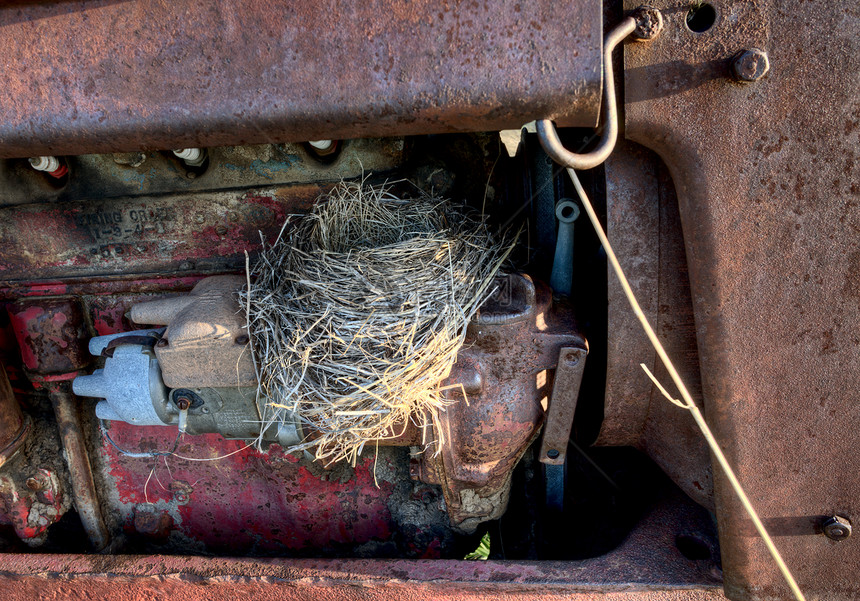 旧拖拉机中的罗宾巢野生动物蓝色荒野稻草图片