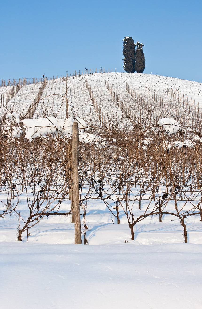 托斯卡纳 冬天的酒厂农村国家农业场地种植园时间自然植物酒精农产品图片