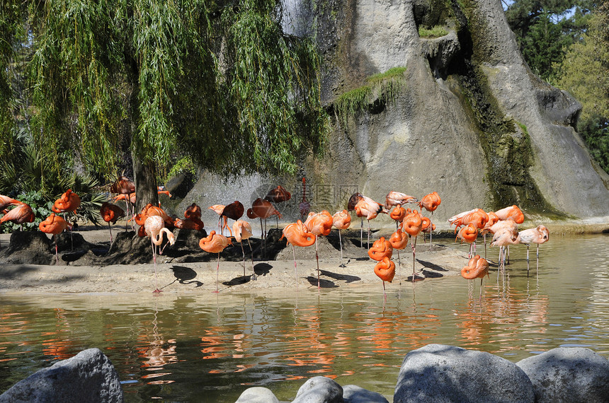 水中的粉红火烈哥火烈鸟睡眠团体叶子动物园图片