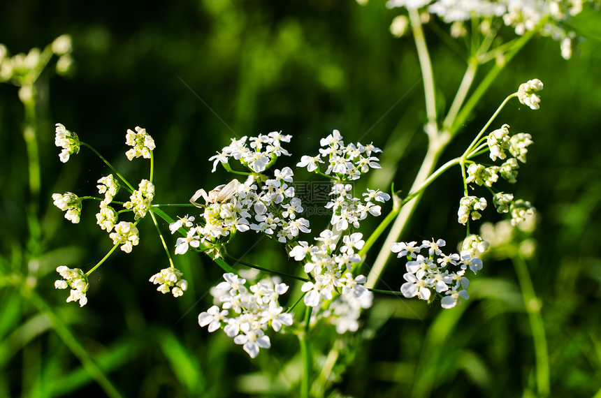 草原上美丽的小白花图片