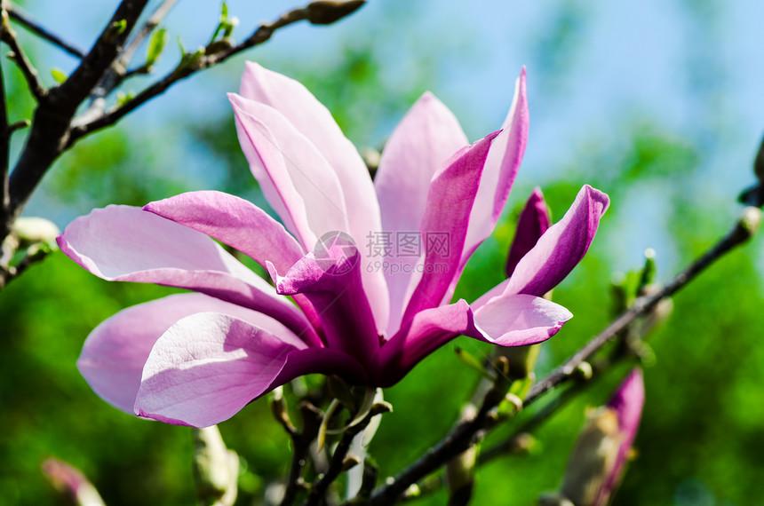 春天花园的花香木兰图片