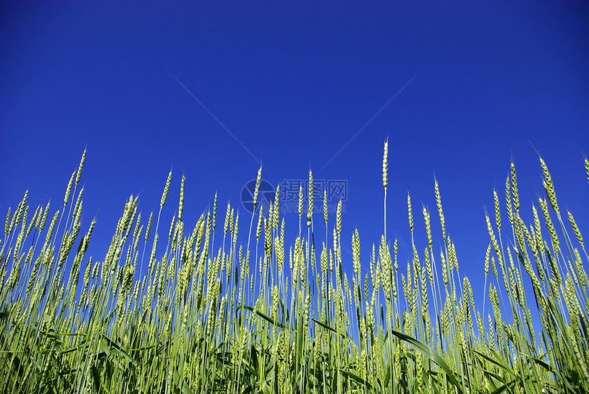 小麦农民农场蓝色玉米生产生长尖刺天空粮食收成图片