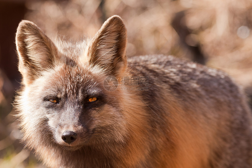 窥视红色狐狸的警惕性动物野生动物鼻子头发毛皮耳朵哺乳动物动物群猎人红狐图片