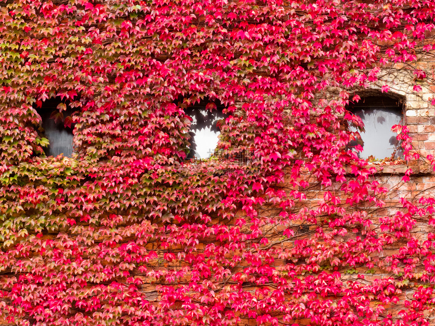 屋外露出着充满活力的红落葡萄藤叶子登山者季节性房子季节杂草植被爬行者天气玻璃图片