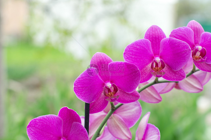 兰花脆弱性花园阳光宏观异国植物学礼物叶子热带植物图片