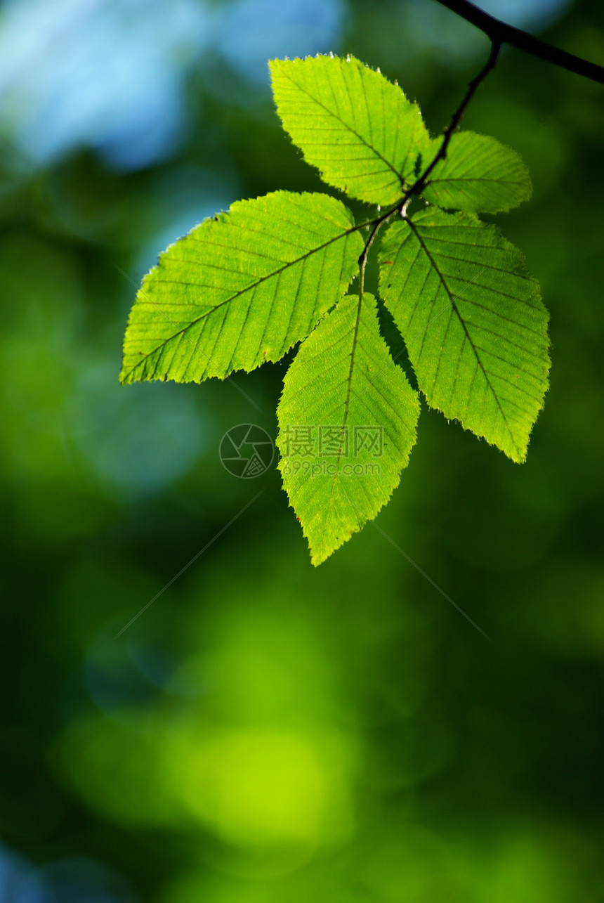 绿叶植物环境生长叶子绿色宏观森林树叶图片