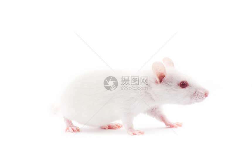 白老鼠害虫老鼠毛皮实验好奇心宠物白色哺乳动物尾巴红色图片