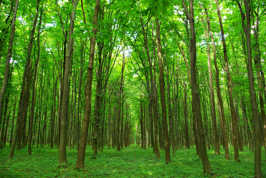 森林环境床单生态天堂绿色植物公园阳光图片