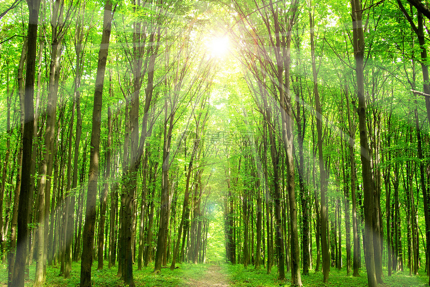 森林阳光天堂床单公园环境生态绿色植物图片