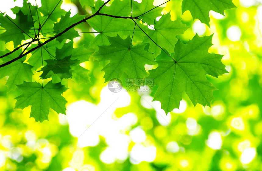 自然绿色叶子森林树木树叶环境植物生长宏观图片