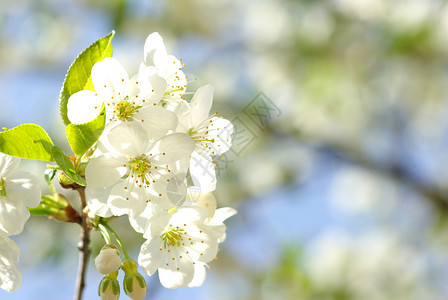 樱花花白色绿色季节性花瓣高清图片