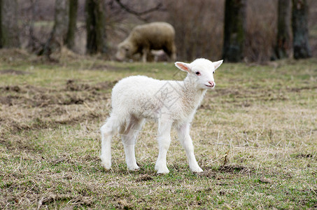 绵羊羊毛羊肉绿色背景图片
