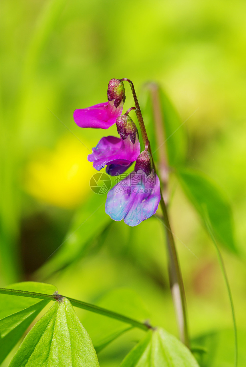 春花蓝色花瓣森林阴影宏观花园毛茛植物植物群公园图片