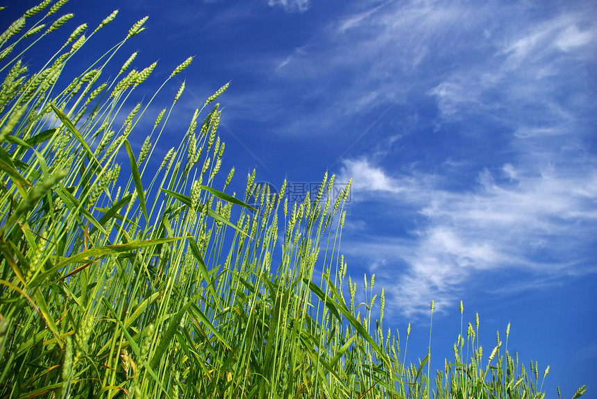 小麦田植物蓝色尖刺生长粮食天空种子农场黄色收成图片