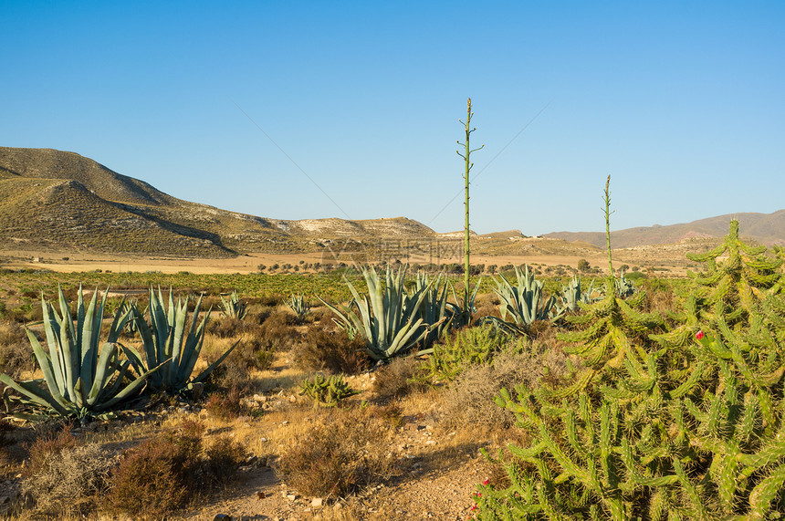 沙漠景观干旱水平风景植物群晴天阳光自然公园图片