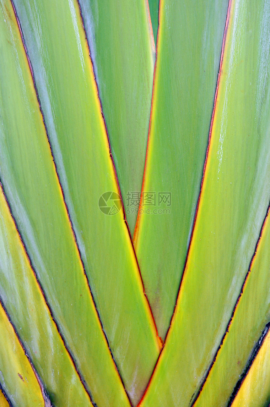 香蕉脂质香蕉花园生长植物热带扇子树干叶子条纹植物群肉质图片