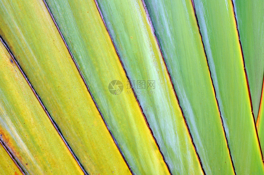 香蕉脂质香蕉肉质植物群棕榈森林植物树干生长扇子花园绿色图片