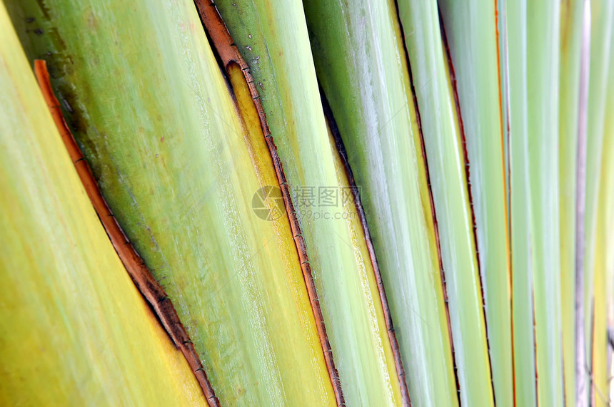 香蕉脂质香蕉热带绿色植物群森林棕榈身体肉质树干花园条纹图片