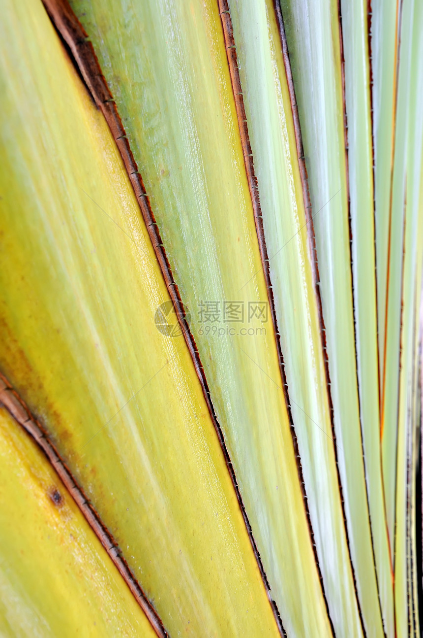 香蕉脂质香蕉身体肉质植物生长条纹棕榈树干叶子植物群森林图片