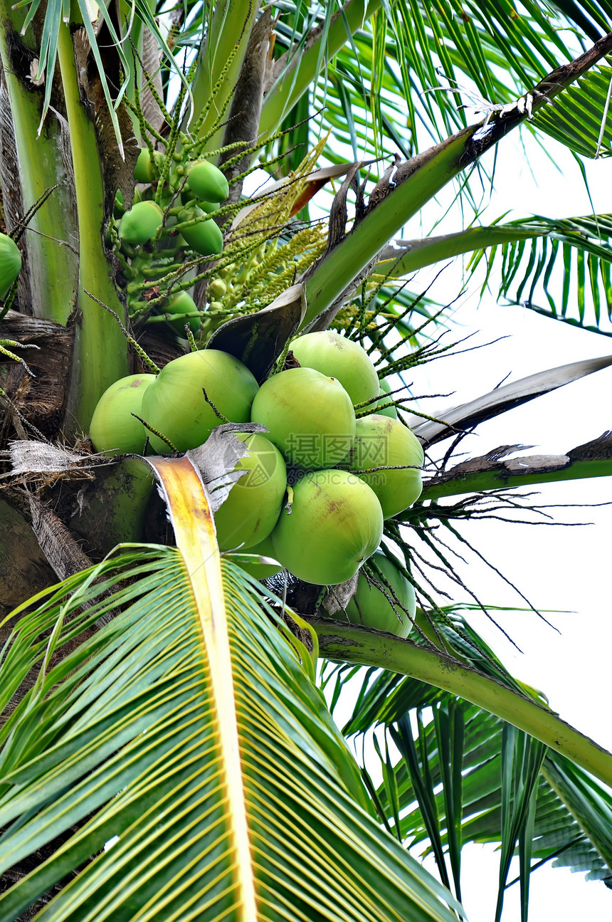 绿椰子树干绿色水果叶子可可热带坚果植物棕榈团体图片