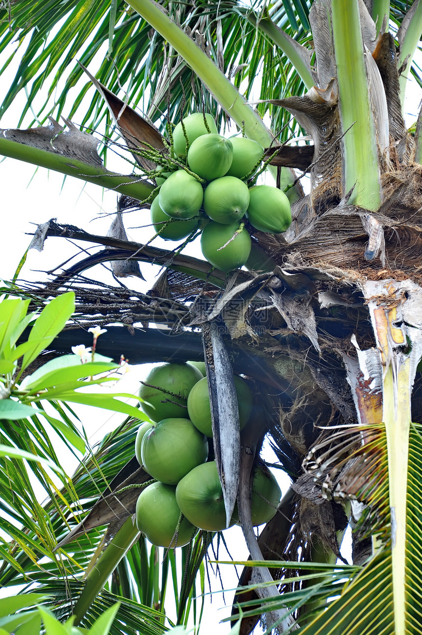 绿椰子树干绿色可可植物植物群热带水果团体花园生长图片