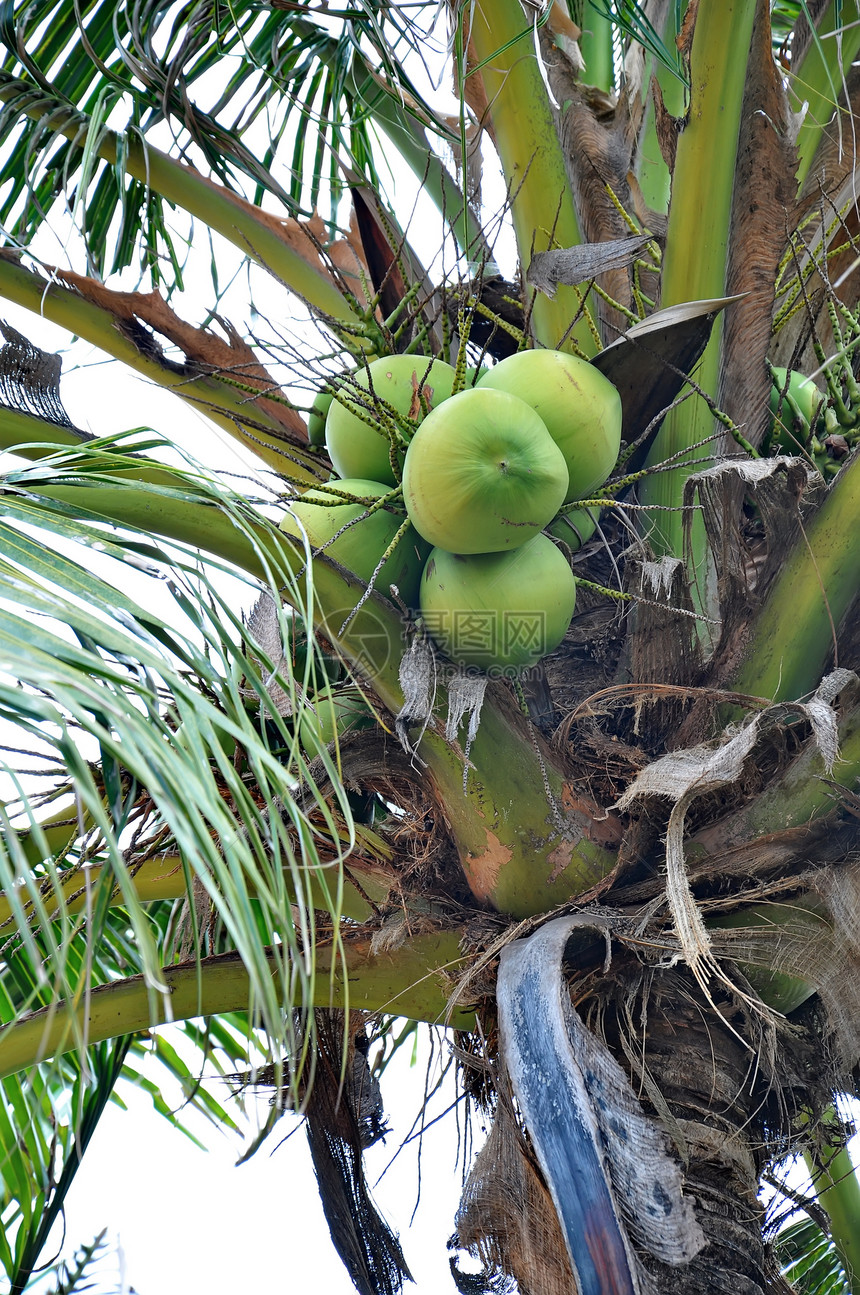 绿椰子绿色树干叶子水果生长棕榈坚果可可团体花园图片