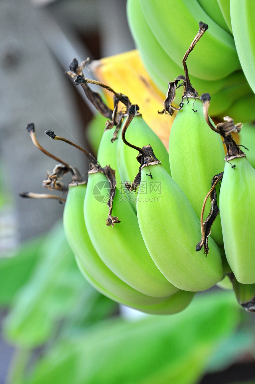 绿香蕉生长热带乡村场地营养团体树干花园植物学绿色图片