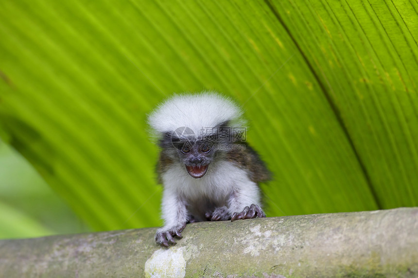 棉顶狨猴哺乳动物荒野灵长类少年动物婴儿鬃毛丛林野生动物森林图片