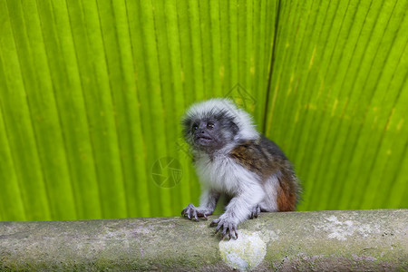 棉顶狨猴自然少年高清图片