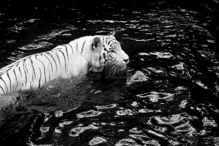 白老虎猫科濒危野生动物毛皮危害生物老虎捕食者情调危险图片