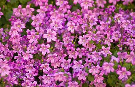 粉红圆花或坎帕努拉高清图片