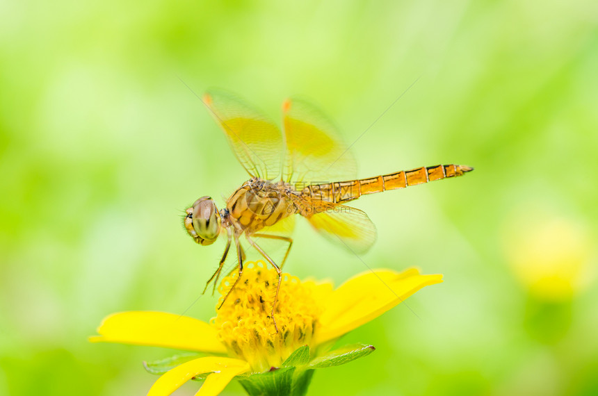 绿色的飞龙追逐者野生动物生活昆虫眼睛宏观漏洞翅膀蜻蜓图片