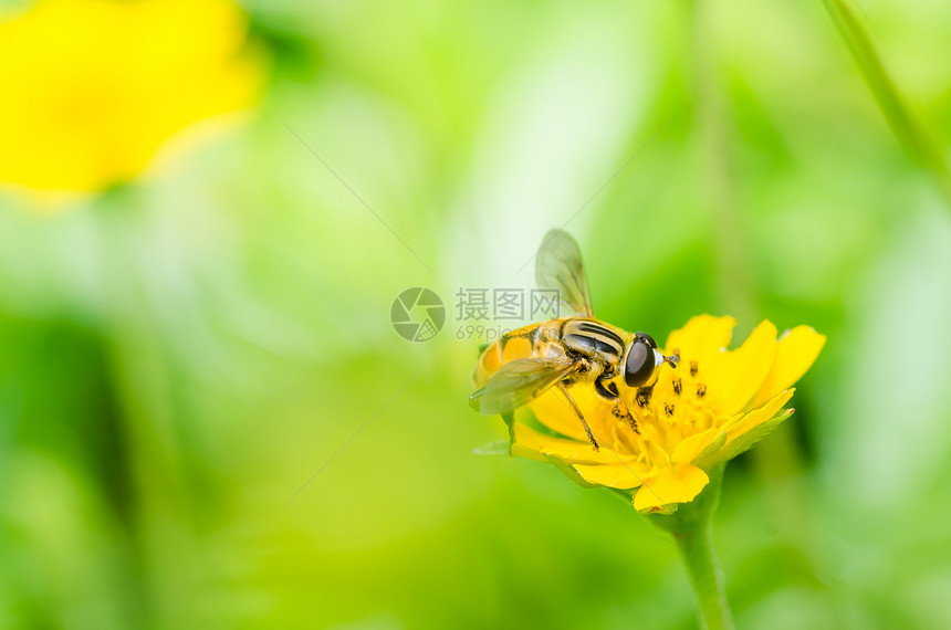 水果文件或鲜花文件或悬停文件宏翅膀蜜蜂条纹黄色苍蝇宏观昆虫动物学野生动物图片