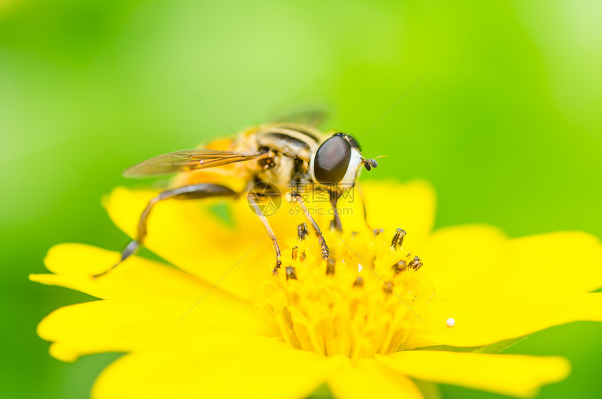 水果文件或鲜花文件或悬停文件宏昆虫蜜蜂黄色宏观野生动物苍蝇动物学条纹翅膀图片