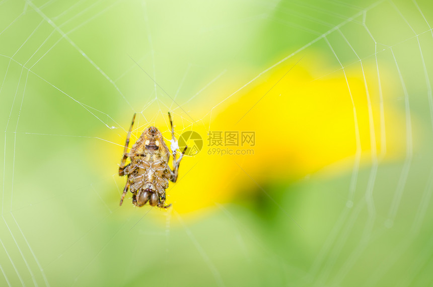 蜘蛛性质中的蜘蛛花园野生动物圆圈丝绸宏观水平网络昆虫危险图片