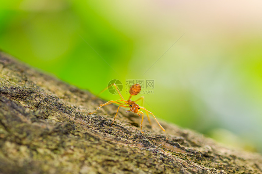 绿色性质的红蚂蚁昆虫漏洞工作宏观探索腰部集体红色旅行图片