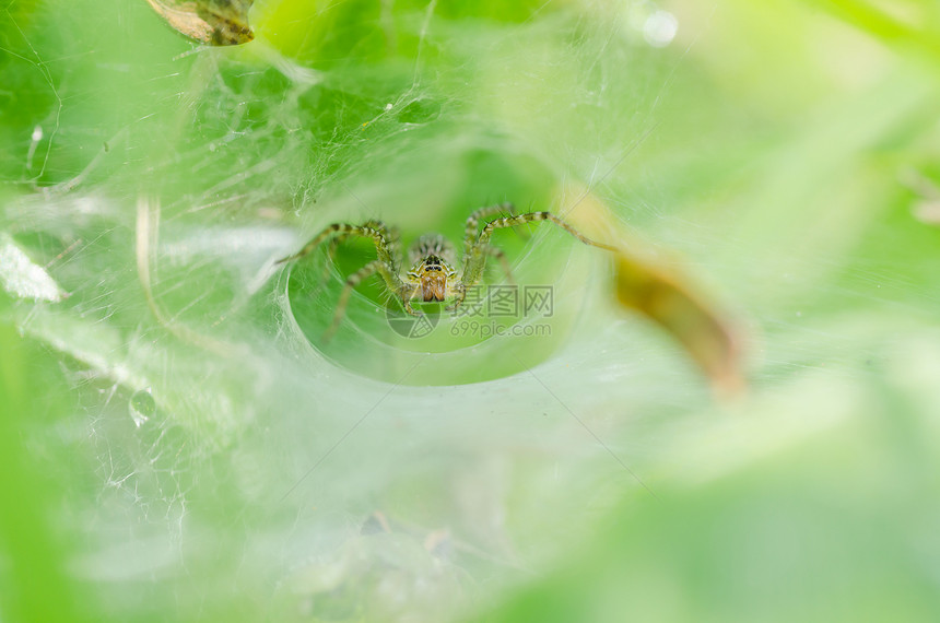 蜘蛛性质中的蜘蛛宏观圆圈丝绸野生动物水平花园网络危险昆虫图片