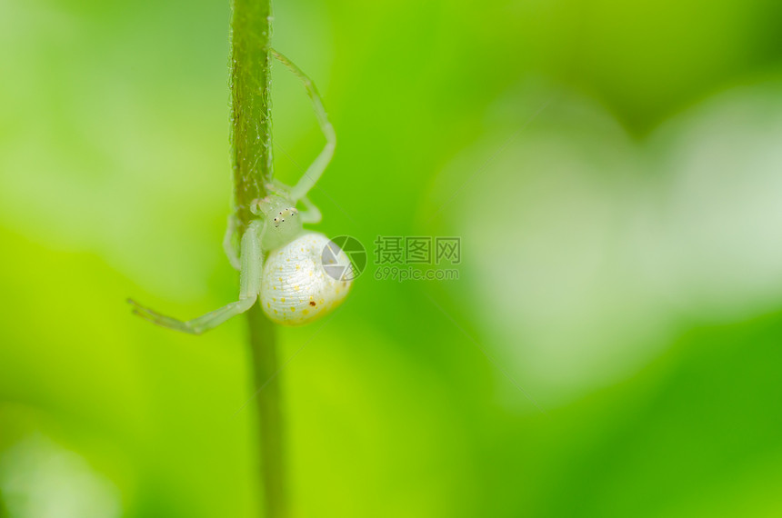 蜘蛛性质中的蜘蛛丝绸网络花园圆圈危险宏观昆虫野生动物水平图片