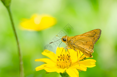 绿色的蝴蝶宏黑色昆虫蝴蝶翅膀黄色背景图片