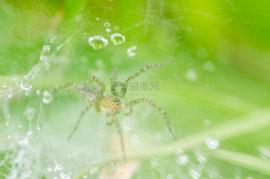 自然界的蜘蛛和网状水滴水平危险野生动物圆圈昆虫宏观丝绸网络花园图片