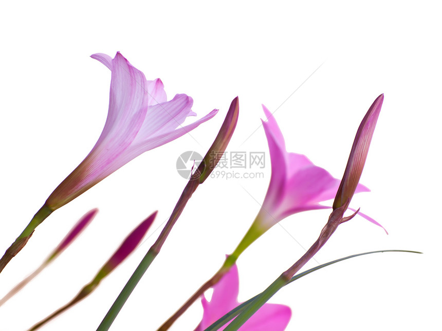 仙仙莉莉花朵脆弱性花园热带花粉短尾植物花瓣生长蔷薇下雨图片