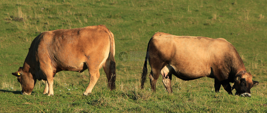 牛吃牛牛肉眼睛鼻子场地动物头发奶牛棕色喇叭草地图片