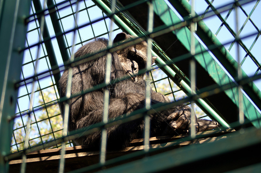 猴野生动物动物公园头发濒危眼睛猕猴婴儿俘虏大猩猩图片