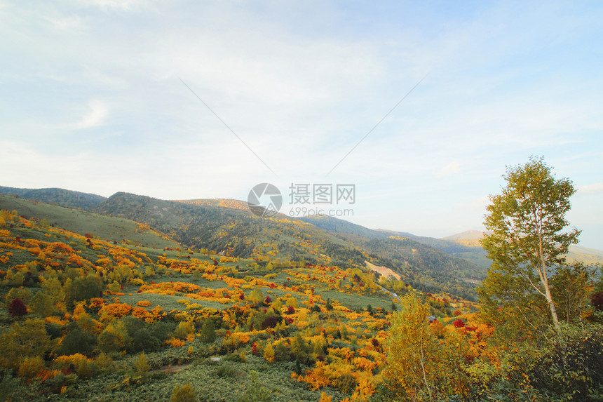 哈奇曼泰的多彩叶子树叶木头植物路线森林黄色旅游地平线季节性蓝天图片